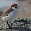 Red Capped Plover