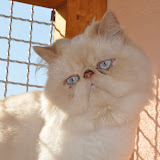 gatti 2012/3
