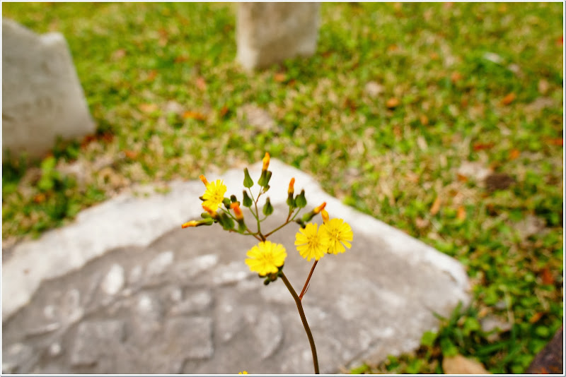 cemetery-epitaphs-free-pictures-2781