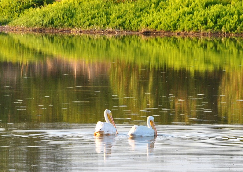 [08e---Eco-Pond---White-Pelicans4.jpg]