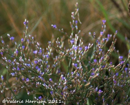 [17-sea-lavender%255B2%255D.jpg]