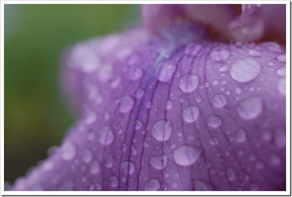 IRIS purple (1)
