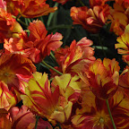 DSC_0215bbb.JPG