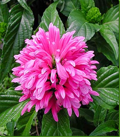 Justicia rosa Justicia rosa