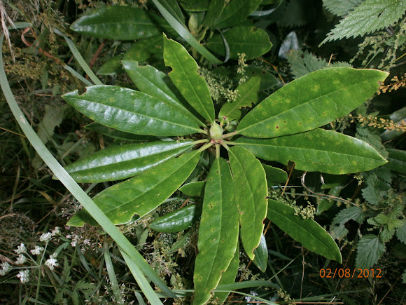 Spotting Image 1