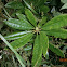 Rhododendron