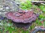 Well look at that!  This is a fine specimen of a Bracket fungi, which are mostly found on trees, living or dead!  Mushrooms are a type of fungi, as well, so I have a very good feeling about this!