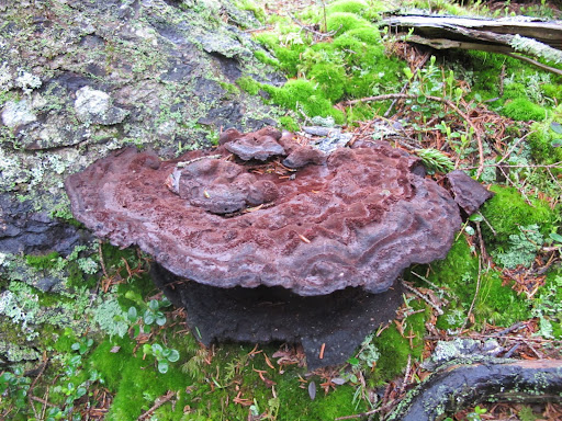 Well look at that!  This is a fine specimen of a Bracket fungi, which are mostly found on trees, living or dead!  Mushrooms are a type of fungi, as well, so I have a very good feeling about this!