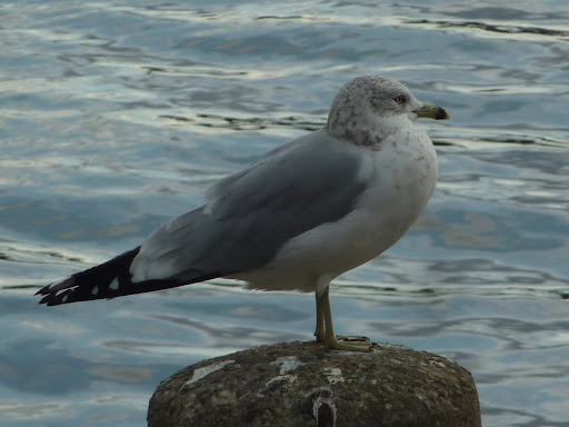 P1100355
