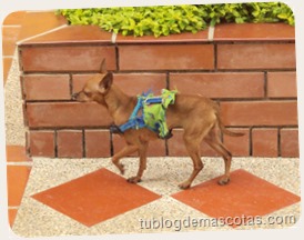 Lesiones en la pata del perro Lesiones en la pata del perro
