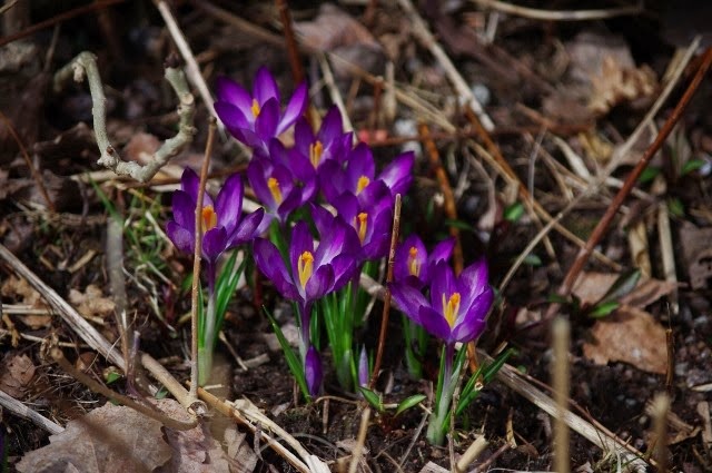vår 004 (640x425) vår 004 (640x425)