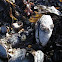 Eastern blue mussel