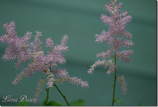 Astilbe_Amethyst