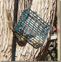 GilaWoodpecker GilaWoodpecker