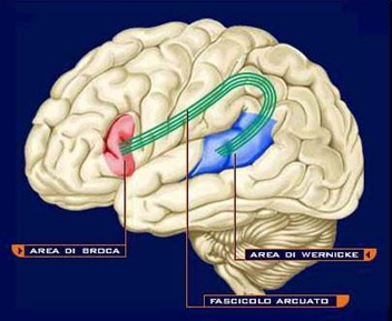 230960_cerebrolocalizacion20de20Broca