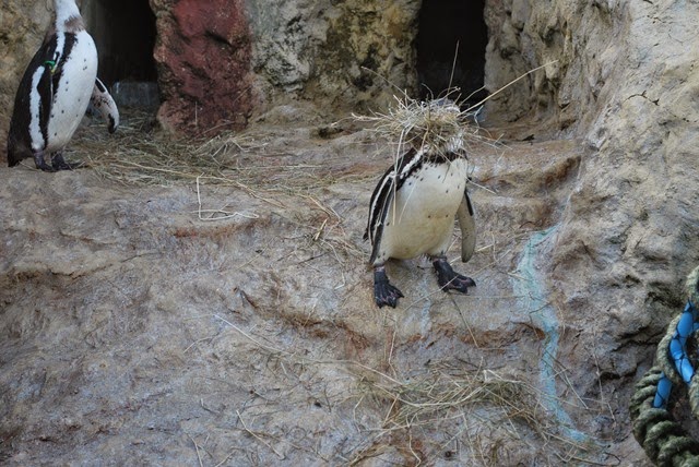 [nesting%2520material%25202%255B2%255D.jpg]