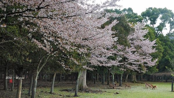 奈良 春日大社&奈良公園(なら)