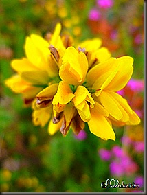 P1180205 P1180205