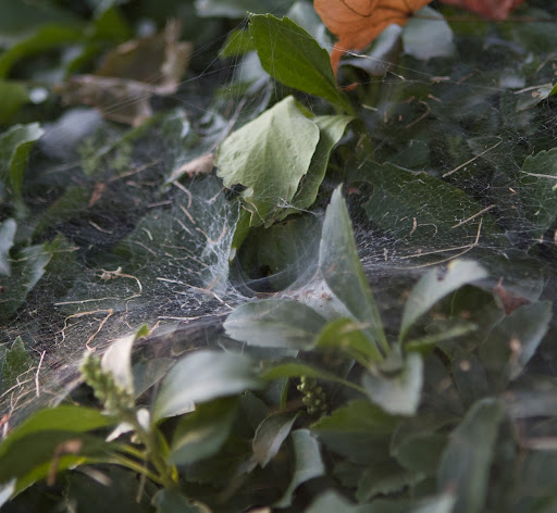 Another type of web is an araneomorph funnel-web. Really fast spiders wait down in the funnel and practically leap out when an insect passes over. Another type of web is an araneomorph funnel-web. Really fast spiders wait down in the funnel and practically leap out when an insect passes over.