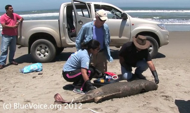 Hardy Jones (kneeling) and Dr. Carlos Yaipen Llanos (right) with a dead dolphin on Peru's northern coast, May 2012. Courtesy BlueVoice.org