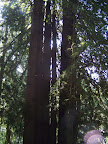 california_sequoia