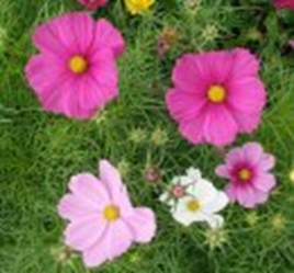 roseskära roseskära