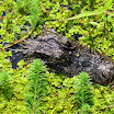 lake kissimmee state park 004.JPG