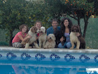 Perros y amigos en la piscina.