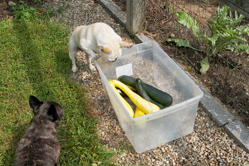 Franny, Ryan put the large zucchinis in a separate container. This size is good to hollow out and stuff or shred and bake something yummy. Franny, Ryan put the large zucchinis in a separate container. This size is good to hollow out and stuff or shred and bake something yummy.