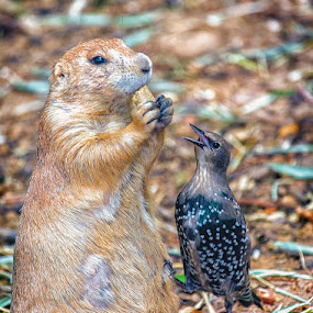 Can You Spare A Nut? by Bill Tiepelman - Animals Birds ( peanut, starling, forest park, arch, saint louis zoo, feathered friend, saint louis, interaction, feathers, ground squirrel, bird, prairie dog, missouri, zoo, beak, nut, brown, rodent, dog, animal )