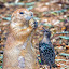 Can You Spare A Nut? by Bill Tiepelman - Animals Birds ( peanut, starling, forest park, arch, saint louis zoo, feathered friend, saint louis, interaction, feathers, ground squirrel, bird, prairie dog, missouri, zoo, beak, nut, brown, rodent, dog, animal )