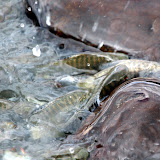 The river is thick with fish.
