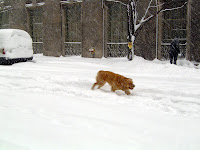 Golden retriever loving the snow