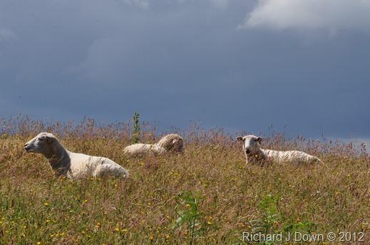 DSC_0539 DSC_0539