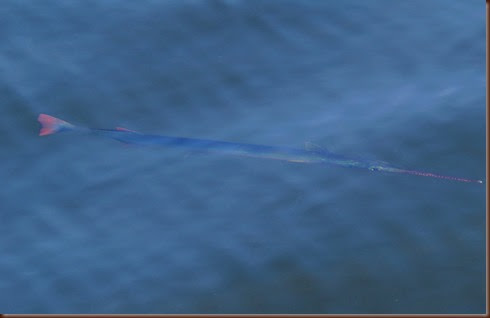 Long Tom around our yacht Long Tom around our yacht