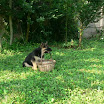 Dusty à 2 mois