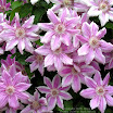 DSCN2503a_Clematis_Nelly_Moser_macro.JPG