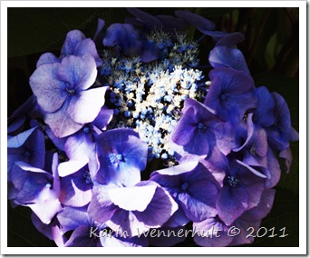 Hortensia