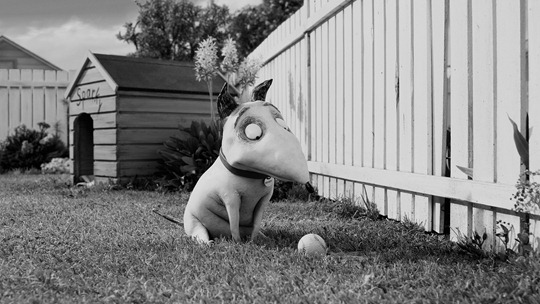 "FRANKENWEENIE"..In Tim Burton?s ?Frankenweenie,? Sparky, a playful and curious bull terrier, is enthusiastically devoted to his young owner, Victor.  Presented by Walt Disney Pictures, ?Frankenweenie? opens nationwide in 3D on October 5, 2012...Film Frame..© Disney Enterprises, Inc.  All Rights Reserved...