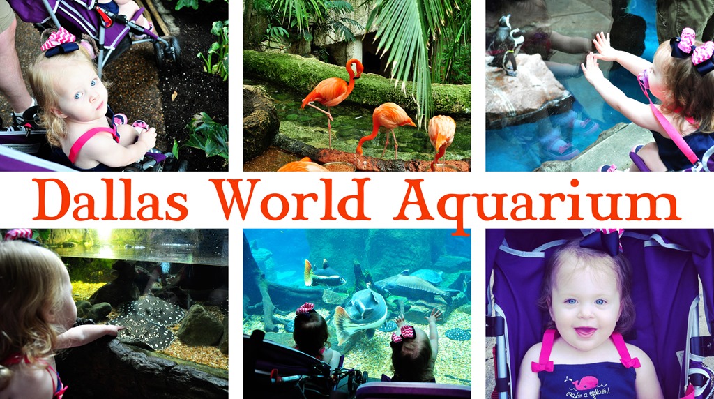 [Dallas%2520Aquarium%2520Collage%255B11%255D.jpg]