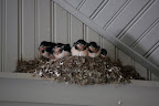 Franny and Sharkey explained that the barn swallows have migrated back to the farm to build those nests to lay approximately 5 or 6 eggs in.  Those eggs will hatch after about 2 weeks, producing adorable babies.