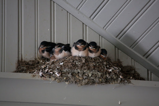 Franny and Sharkey explained that the barn swallows have migrated back to the farm to build those nests to lay approximately 5 or 6 eggs in.  Those eggs will hatch after about 2 weeks, producing adorable babies.
