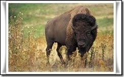 Uro, una especie de bisonte en extinción-L