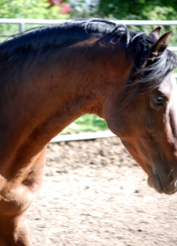 [horses2011202.jpg]