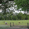 Paarden en schapen - www.LandgoedDeKniep.nl