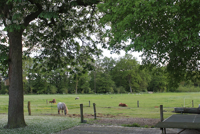 Paarden en schapen - www.LandgoedDeKniep.nl
