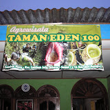 Taman Eden at the foot of Pangulubao (Daniel Quinn, August 2011)
