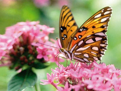 [Asas-de-borboletas-podem-ser-futuramente-usadas-para-gerar-eletricidade-a-partir-da-energia-solar-Imagem%255B3%255D.jpg]