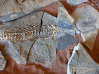 Messaurus Fossilien