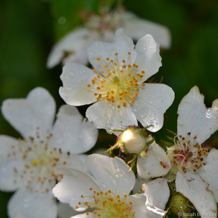 [DSC_0363%2520%25283%2529%255B9%255D.jpg]